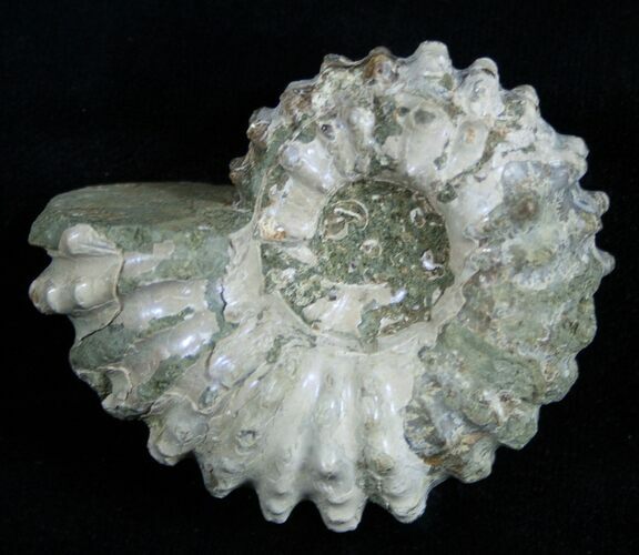 Inch Bumpy Douvilleiceras Ammonite #1974